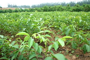 鄒各莊果品批發(fā)市場服務部