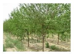 【京桃苗木批發/本溪山誠苗木】京桃苗木批發/本溪山誠苗木批發價格,廠家,圖片,本溪山誠苗木 -企業庫網