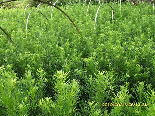 光山苗木出售 桂花香樟 信陽神仙寨園林