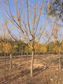 故城國槐小苗哪里強 玉業(yè)苗木