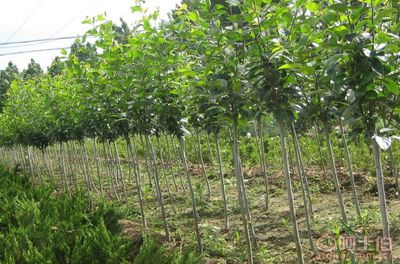 【泰安低價供應垂絲海棠海棠價格綠化苗基地有苗廠家直銷】泰安市泰山區青聯苗木種植農民專業合作社