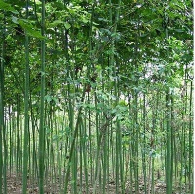 綠化苗28 -福建興輝苗木 產品展示(福建紅繡球、福建興輝苗木 、紅葉石蘭)-金泉網