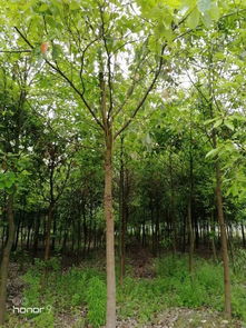 恭喜潛江市兄弟苗木生產專業合作社入駐苗木通平臺 專注精品苗木