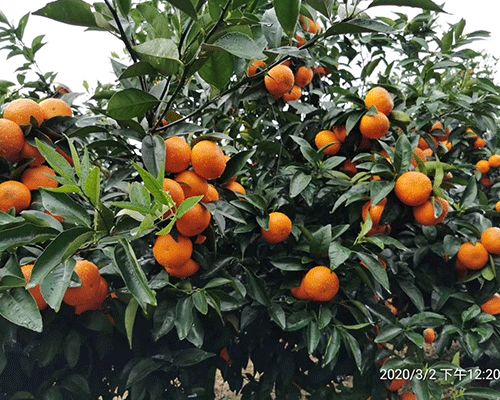 湖南千思農林科技公司 圖 無核沃柑苗種植 宜昌無核沃柑苗高清圖片 高清大圖