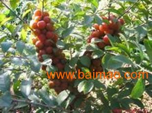 供應(yīng)鈣果苗,中華鈣果苗,優(yōu)質(zhì)的鈣果苗,供應(yīng)鈣果苗,中華鈣果苗,優(yōu)質(zhì)的鈣果苗生產(chǎn)廠家,供應(yīng)鈣果苗,中華鈣果苗,優(yōu)質(zhì)的鈣果苗價格