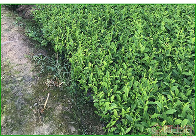 【福鼎大白茶苗價格】福鼎大白茶苗價格,價格,廠家,供應(yīng)商,花木、果木種苗,雅安市名山區(qū)惠農(nóng)苗木種植農(nóng)民專業(yè)合作社 - 產(chǎn)品庫