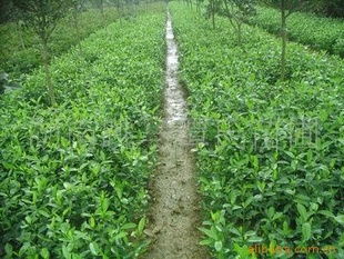 供應(yīng)精品綠化苗木,綠籬指導(dǎo)價 供應(yīng)精品綠化苗木,綠籬廠商 供應(yīng)精品綠化苗木,綠籬廠商 圖 盡在農(nóng)苗網(wǎng) 長沙縣跳馬鎮(zhèn)譚氏苗圃