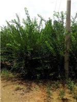 泰安劃算的榆葉梅供應(yīng):臨沂榆葉梅-山東科大苗木基地提供泰安劃算的榆葉梅供應(yīng):臨沂榆葉梅的相關(guān)介紹、產(chǎn)品、服務(wù)、圖片、價格山東3公分銀杏苗基地促銷裝歡迎咨詢136【4538】6501、百日紅、櫻花、白皮松、紅楓、法桐、