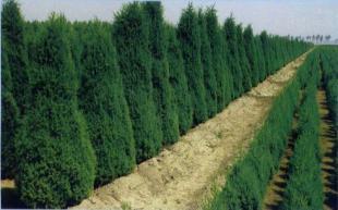 喬木|河南檜|添寶苗木|河南檜價格_農副產品_世界工廠網