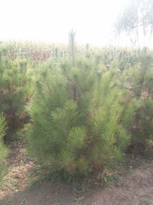 哪里能買到極好的油松樹苗 油松樹苗油松價格油松樹苗供應