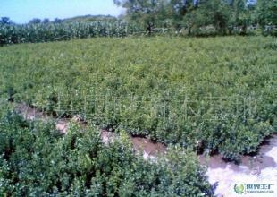 批發(fā)銷售綠化苗木小葉黃楊_農(nóng)副產(chǎn)品_世界工廠網(wǎng)中國(guó)產(chǎn)品信息庫(kù)