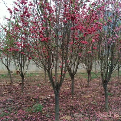 【誠(chéng)信經(jīng)營(yíng)海棠苗廠家木瓜海棠的價(jià)格】泰安高新區(qū)旺運(yùn)苗木中心 - 產(chǎn)品庫(kù)