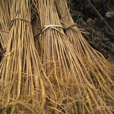 【黃菠蘿苗廠家/占地苗/藥材苗】寬城區(qū)永發(fā)苗木培育基地 - 產(chǎn)品庫(kù)