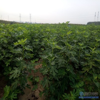 【無花果廠家耐濕耐寒耐瘠薄中農(nóng)矮生無花果苗】泰安高新區(qū)旺運(yùn)苗木中心 - 產(chǎn)品庫(kù)