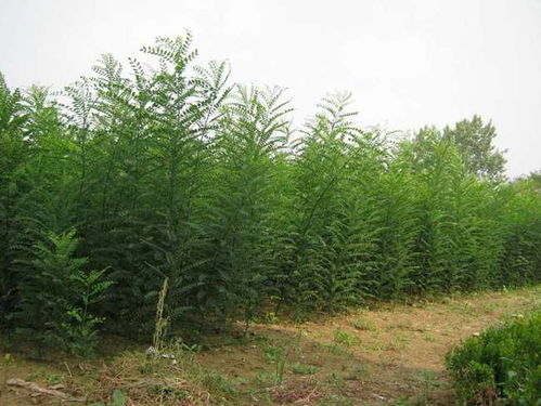 秋天做園林綠化工作,苗木容易出現的病蟲害,如何進行防治