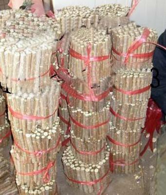 農戶直供 全紅楊扦插段、楊樹扦插段【圖】