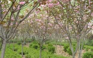 供應櫻花、喬木灌木、紫薇、廣玉蘭 沭陽苗木_農副產品_世界工廠網中國產品信息庫