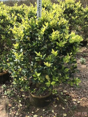 【興輝園藝場直銷金森女貞袋苗、園林綠化、農戶種植】綠化苗木,價格,廠家,供應商,花木,龍海市東泗興輝園藝場 - 產品庫