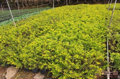 【黃金葉種植基地、基地直銷、質優價廉】綠化苗木,價格,廠家,供應商,花木,龍海市東泗興輝園藝場 - 產品庫