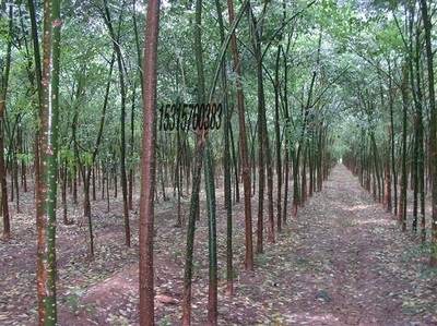 耐寒苗木、北欒、垂柳、旱柳、國槐圖片