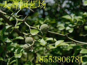 山東枸橘果種植基地 批發(fā)價(jià)格價(jià)格 廠(chǎng)家 圖片