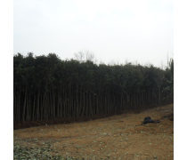 【直銷(xiāo)高桿女貞樹(shù)苗常綠喬木量大專(zhuān)車(chē)配貨現(xiàn)貨充足高干女貞小苗】沭陽(yáng)盛唐綠化苗木場(chǎng) - 產(chǎn)品庫(kù)