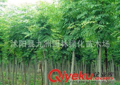 批發(fā)華山松,羅漢松,雪松,規(guī)格全,貨源足。-沭陽(yáng)縣九洲園林綠化苗木場(chǎng)提供批發(fā)華山松,羅漢松,雪松,規(guī)格全,貨源足。的相關(guān)介紹、產(chǎn)品、服務(wù)、圖片、價(jià)格沭陽(yáng)縣九洲園林綠化苗木場(chǎng)、花卉苗木;苗木種子;景觀(guān)木屋