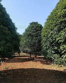 恭喜武漢美景匯苗木專(zhuān)業(yè)合作社入駐苗木通平臺(tái) 致力精品苗木發(fā)展