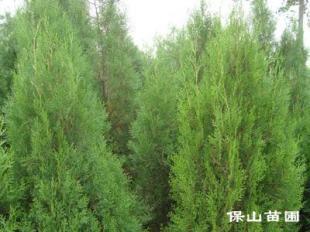 想要購(gòu)買(mǎi)北京檜,就找保山苗木_農(nóng)副產(chǎn)品_世界工廠(chǎng)網(wǎng)中國(guó)產(chǎn)品信息庫(kù)