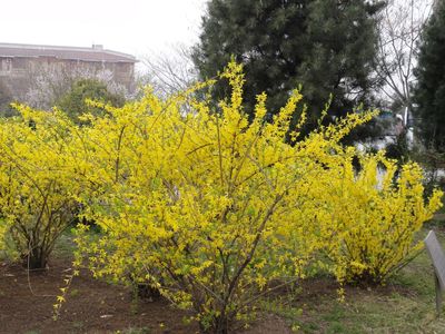 保定天潤(rùn)苗木(個(gè)體經(jīng)營(yíng))