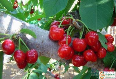 供應(yīng)大櫻桃樹(shù)苗產(chǎn)品 批發(fā)營(yíng)口大櫻桃苗木 大量銷(xiāo)售熊岳櫻桃樹(shù)產(chǎn)品|遼寧生產(chǎn)美早紅燈櫻桃苗(圖)_供應(yīng)大櫻桃樹(shù)苗產(chǎn)品 批發(fā)營(yíng)口大櫻桃苗木 大量銷(xiāo)售熊岳櫻桃樹(shù)產(chǎn)品|遼寧生產(chǎn)美早紅燈櫻桃苗(圖)價(jià)格_供應(yīng)大櫻桃樹(shù)苗產(chǎn)品 批發(fā)營(yíng)口大櫻桃苗木 大量銷(xiāo)售熊岳櫻桃樹(shù)產(chǎn)品|遼寧生產(chǎn)美早紅燈櫻桃苗(圖)廠(chǎng)家-勤加緣網(wǎng)【遼寧熊岳樹(shù)苗繁育基地15841757950】