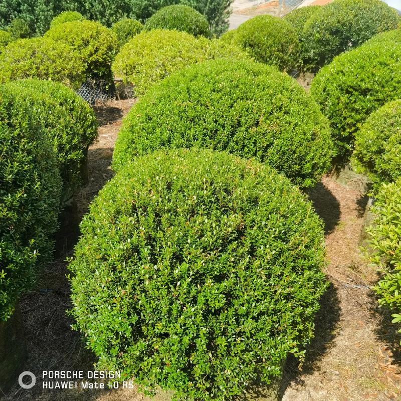 小葉赤楠專場(chǎng)(p50-180)#庭院景觀 #苗木采購(gòu) #容器