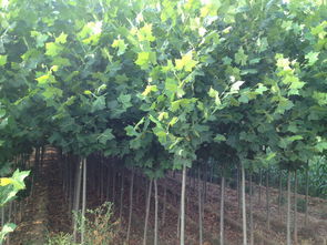 中國好苗木網(wǎng)