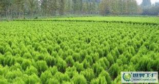 苗木-花木、柏球、花柏球、蜀檜球、大葉黃楊_農副產品_世界工廠網中國產品信息庫