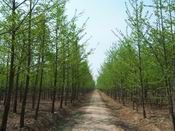 供應山東銀杏苗木,優質銀杏苗木,銀杏樹_紡織、皮革_世界工廠網中國產品信息庫