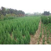 主營:樟子松、垂柳、國槐、金葉榆、新疆楊、白榆、檜柏