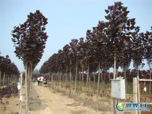 供應(yīng)全紅楊、紅桂、紅葉石楠等綠化苗木_農(nóng)副產(chǎn)品_世界工廠網(wǎng)中國產(chǎn)品信息庫