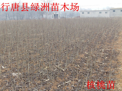 河北省核桃苗基地_農(nóng)副產(chǎn)品_世界工廠網(wǎng)