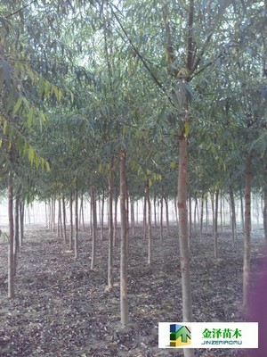 旱柳是什么---供應(yīng)旱柳---旱柳規(guī)格_河北保定博野金澤綠化苗木基地_商國(guó)互聯(lián)網(wǎng)