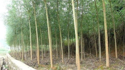 德州行道樹(shù)-齊強(qiáng)苗木-大型造樹(shù)林