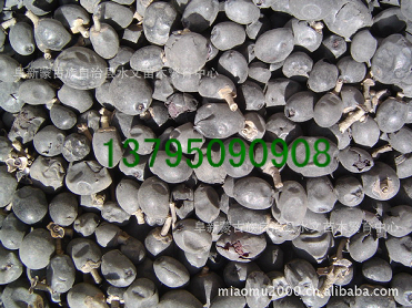 水臘種子,苗木種子、林木種子、花卉種子_農(nóng)副產(chǎn)品_世界工廠網(wǎng)