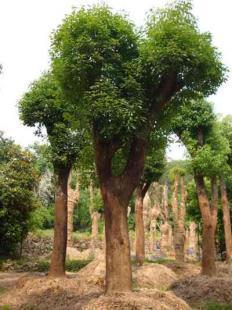 福建大小規(guī)格優(yōu)質(zhì)地栽、移栽香樟樹(shù)苗木銷售 13695986111 王先生_農(nóng)副產(chǎn)品_世界工廠網(wǎng)中國(guó)產(chǎn)品信息庫(kù)