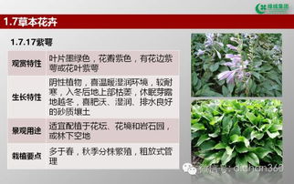 綠城集團(tuán)園林軟景苗木圖譜 全套