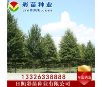 苗木產(chǎn)品庫 助力園林綠化與產(chǎn)業(yè)發(fā)展