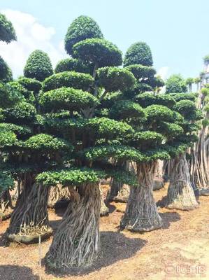 造型優(yōu)美小葉榕供應(yīng)，打造綠色生態(tài)空間——龍海市東泗興輝園藝場專業(yè)綠化苗木服務(wù)