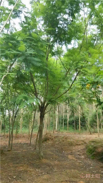 四川藍(lán)花楹與漳州藍(lán)花楹基地直銷供應(yīng)全解析