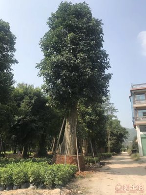 綠化苗木新選擇 骨架香樟最新報價與供應(yīng)商信息詳解