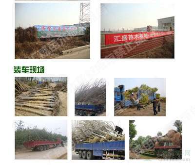 2014年河北石家莊9公分全冠速生法桐價(jià)格分析與市場前景