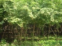 天津五角楓供應(yīng)與價(jià)格指南 綠源苗木專業(yè)批發(fā)