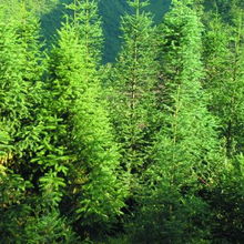 水杉09 明珠苗木的林業(yè)種植新機(jī)遇